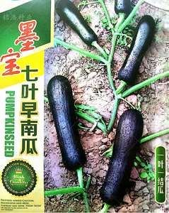 墨宝七叶早南瓜种子早熟高产黑长南瓜产量高一代老品种吊瓜蔬菜籽