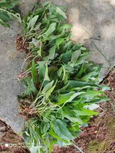 犁头草 白花地丁 紫花地丁 钉子药 紫金锁 三角草 新鲜现采 草药