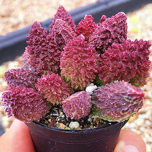 大疣朱紫玉 水泡多肉植物 萝卜根 丸叶翠绿石 朱唇石水泡 景天科