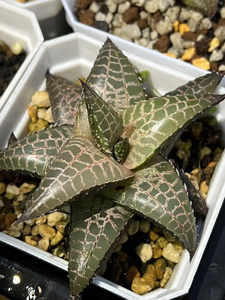 龙鳞十二卷 4种龙鳞代表基因 硬叶十二卷 寿 玉露 多肉植物