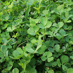 三叶草苜蓿