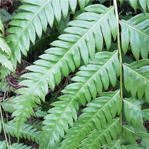 顶芽狗脊乌毛蕨蕨类庭院阳台花园楼顶假山水池景观造景容易包邮