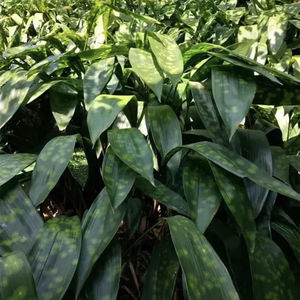 四川宜宾新鲜大粽叶四川花粽叶包粑叶子非箬叶竹叶现割50张一把