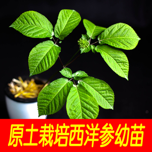 西洋参幼苗参种子已催芽送肥料新鲜西洋参盆栽