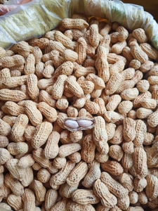 客家土特产梅州平远正宗东石秋花生农家水煮日晒花生