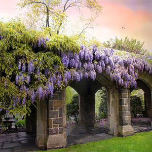 美国进口多花紫藤南方北方盆栽地栽花卉庭院爬藤净化空气耐旱抗冻