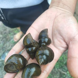 广西梧州特大号田螺 鲜活种苗 新鲜钓鱼脆螺活体活泥螺螺丝药引子
