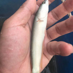 白乌鱼苗白乌棒白甲雷龙淡水鱼冷水鱼