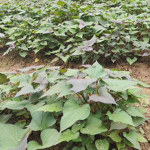 水果红薯苗散装苹果红薯藤