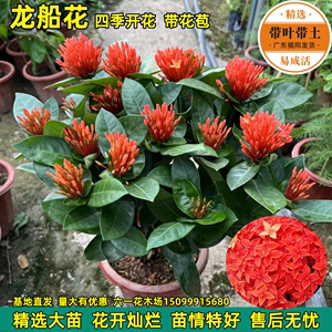 龙船花盆栽带花仙丹花水绣球花苗室内外阳台庭院植物四季开花不断