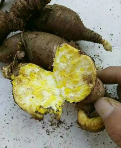 新鲜狼毒现挖中草药材狼毒根 是药三分毒慎用   不坏不退货