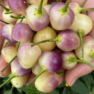 农家七彩灯笼椒