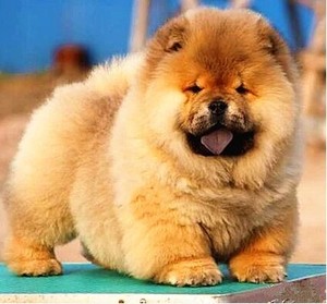 纯种大头松狮犬