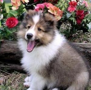纯种苏格兰牧羊犬 苏牧幼犬出售 喜乐蒂犬 家养活体宠物狗狗16
