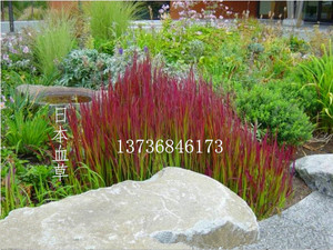 日本进口血草 水生植物日本血草绿化苗木池塘造景园艺造景