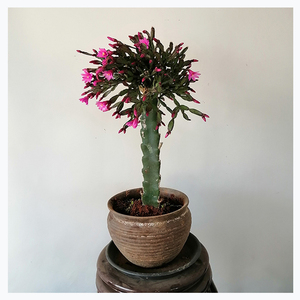 002人付款淘宝三角柱三菱箭火龙果嫁接落花之舞当年