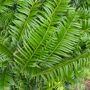 红豆杉鲜叶子正宗南方红豆杉新鲜树叶含紫杉醇叶子果根皮原料一斤