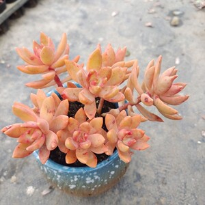 奶油布丁多肉植物大盆群生状态好全店涵涵肉多多