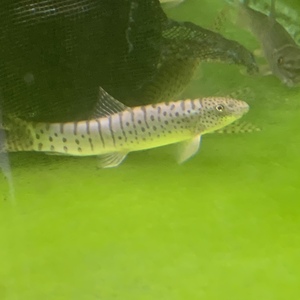 江西副沙鳅条纹沙鳅原生鱼冷水鱼观赏鱼底栖清洁鱼工具除藻鱼包邮