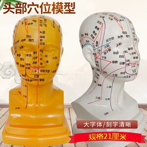 高清头部穴位模型针灸刻字头模带穴位全脸面部假头腧穴人体按摩图