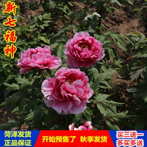 菏泽小张牡丹花苗盆栽花卉【新七福神】欧美进口品种庭院阳台花卉