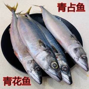 青条鱼青占鱼鲅鱼