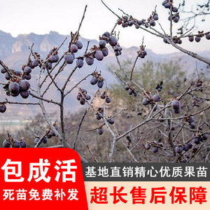 软枣苗野生君迁子苗野柿子树苗软枣种子果树黑枣苗树hedonist901