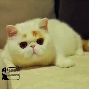 cfa认证猫舍异国短毛猫红白净梵加菲猫活体 纯种 幼猫 水滴眼包邮