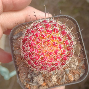 红娜丸仙人球自根倒钩刺红色球稀有开花仙人球多肉植物绿植小盆栽