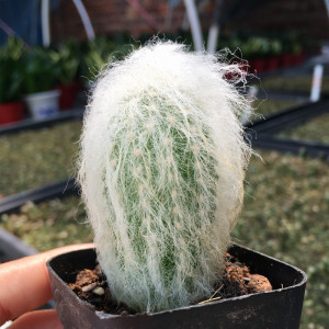 老乐柱仙人球毛毛实生稀有仙人球 有小苗仙人掌防辐射花卉绿植物