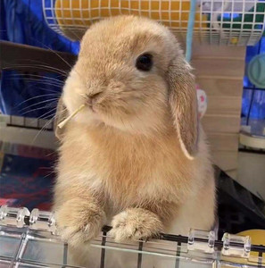 兔子活物迷你宠物兔活物垂耳兔活兔子宠物兔长不大小型侏儒兔