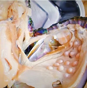 天然淡水珍珠多珠蚌开蚌直播现场