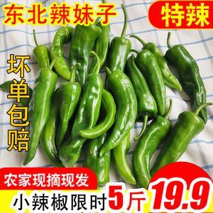 东北辣妹子小辣椒新鲜 黑龙江绿辣椒新鲜特辣农家东北特产青辣椒