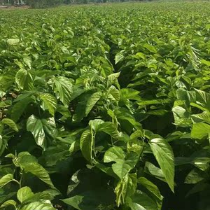 养蚕桑树小苗养蚕桑叶树苗桑树盆栽养蚕带叶桑树幼苗桑葚桑树活苗