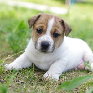 杰克罗素梗幼犬纯种梗类家养小型宠物狗狗北京狗舍刚毛平毛双血统