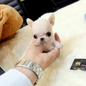 吉娃娃幼犬纯种活体茶杯狗黑色白色黄色苹果头墨西哥狗狗幼崽02