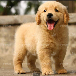 纯种金毛犬幼犬活体金色黄色金毛寻回犬大头寻回犬宠物狗小金毛