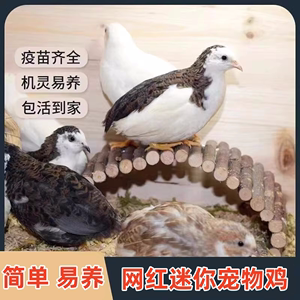 网红迷你宠物鸡活体观赏鸡活物全色系阳台家养宠物40到60天青年鸡
