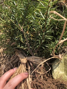 506人付款天猫掬涵 羽叶桫椤树大型盆景仿真植物装饰地