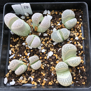 仙肉铺番杏54#生石花c271青瓷玉 一物一拍满百包邮7/26拍摄