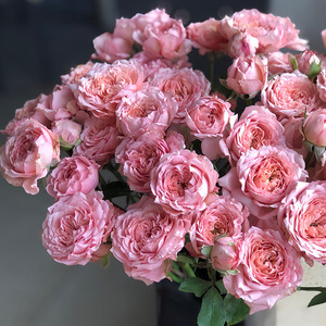 新鲜多头玫瑰鲜花狂欢粉红女郎波塞尼娜鸳鸯蔷薇迷雾香槟云南包邮