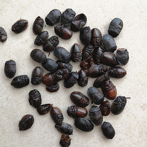 九香虫100克 小九香虫 打屁虫 臭壳虫 放屁虫店有蛇蜕 蛇皮中药材