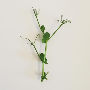 西餐摆盘装饰 pea shoots新鲜水培璇蔓豆苗 50g 素食沙拉豌豆苗