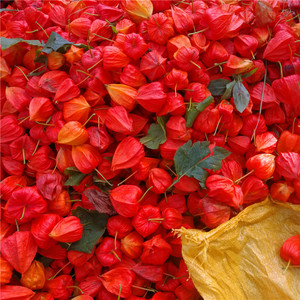 东北野生红姑娘果苦菇娘锦灯笼挂金灯果皮一体药用500克包邮