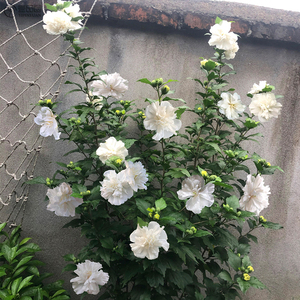 白木槿花