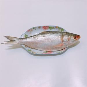 海鲥鱼
