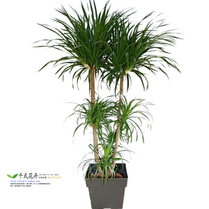 太空铁龙血树 大型客厅植物室内绿植多杆多头龙铁树盆栽花卉