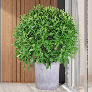 大型非洲茉莉球盆栽 四季常青开花植物客厅阳台庭院园林绿化植物