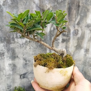 小叶三峡蚊母盆景 掌上盆景 自然成型,四季常青.带盆保湿发货.