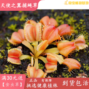 天使之翼捕蝇草【夹子外翻型特征明显特异特殊奇葩品种食虫植物】